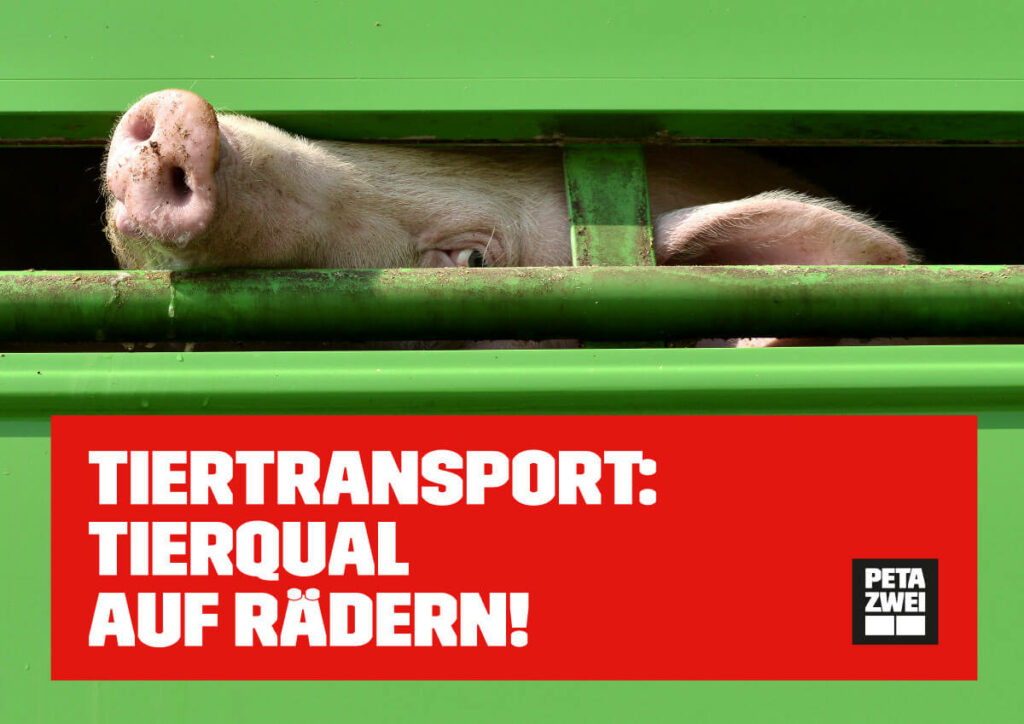 PETAZWEI-Demoplakate-Tiertransport-Schwein